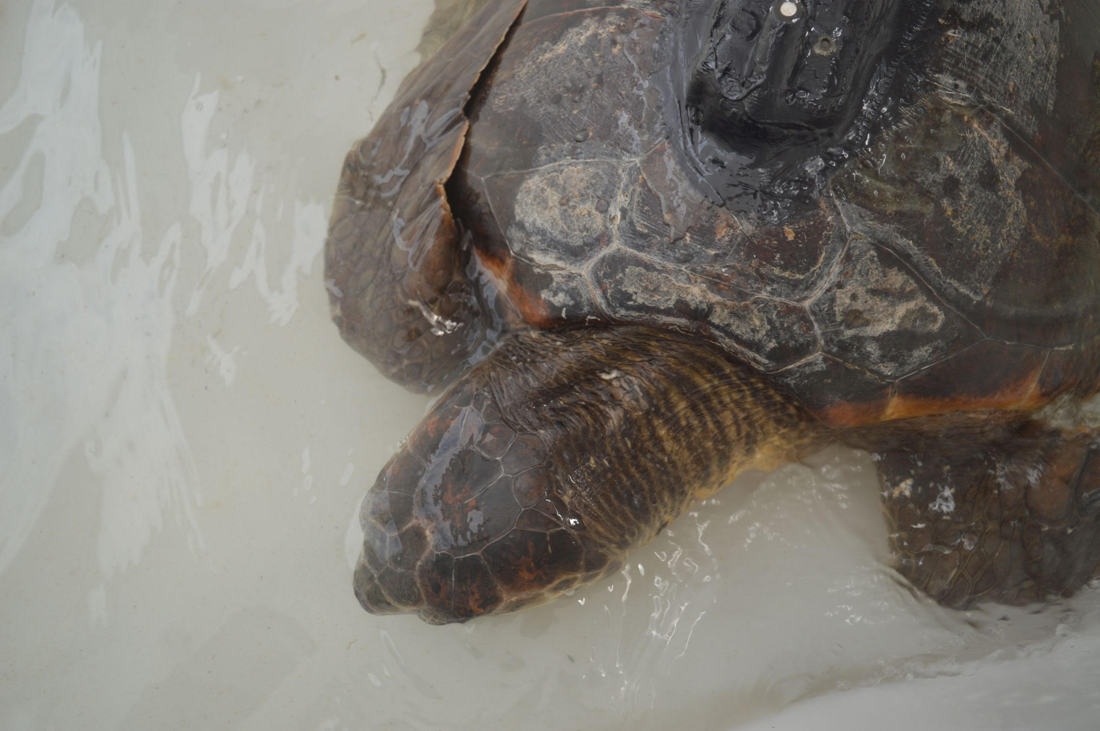 Tortuga convaleciente en un centro de recuperación tras haber ingerido plástico. Foto: © José Carlos Báez Barrionuevo / Centro Oceanográfico de Málaga (IEO, CSIC)