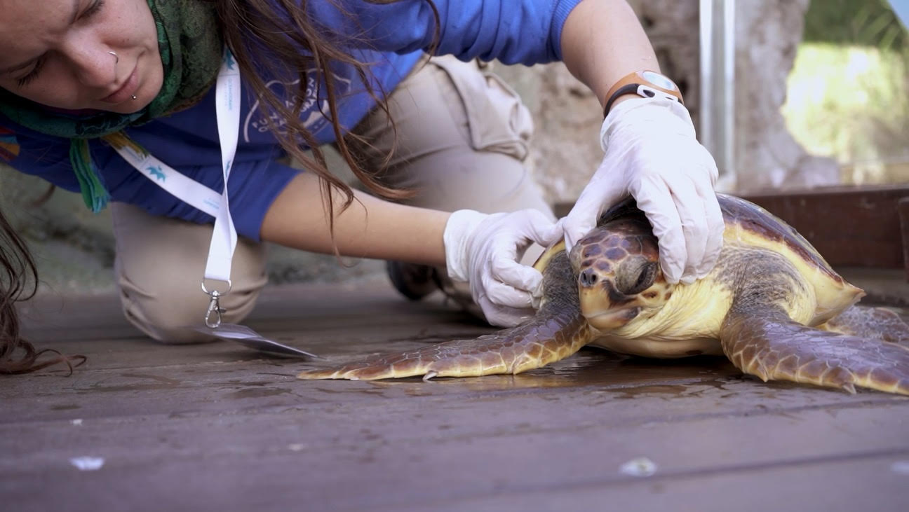 La tortuga 700 del ARCA se está recuperando favorablemente y podrá volver al mar en las próximas semanas. Foto: Fundación Oceanogràfic