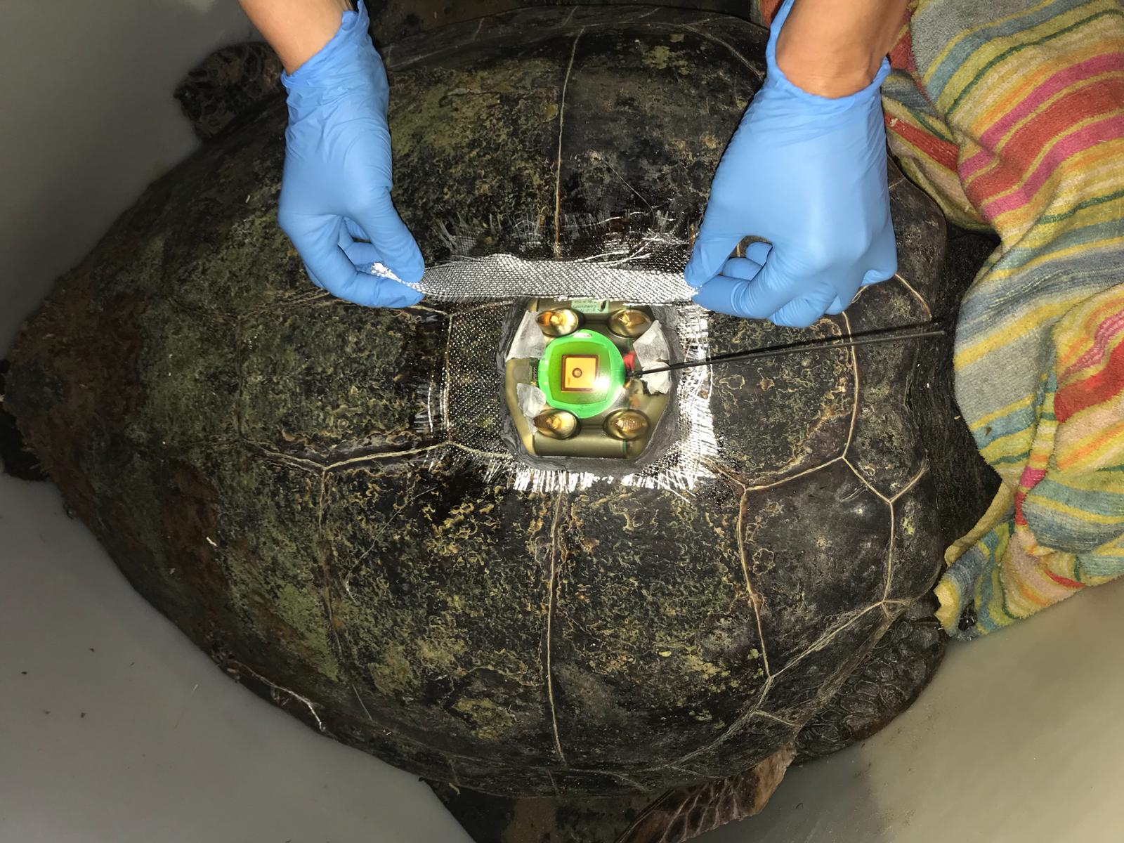 Primera tortuga radiomarcada con marcador satelital dentro del Plan Alerta Tortuga. Imagen: Generalidad Valenciana