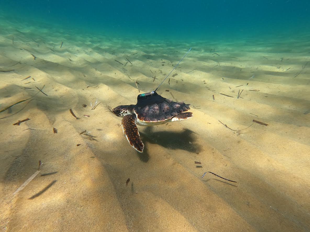 Una de las tortugas marcadas por ANSE, seguramente Argonauta, el día de su liberación en Calblanque el 5 de octubre de 2020. Imagen: P. García / ANSE