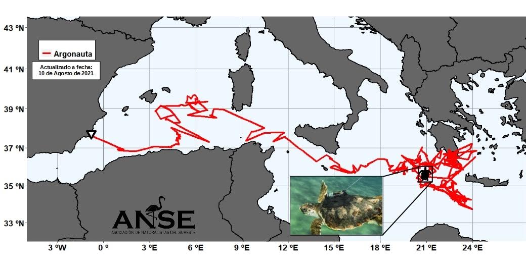 Argonauta ha recorrido más de 5.000 km de mar abierto en el Mediterráneo. Imagen: ANSE