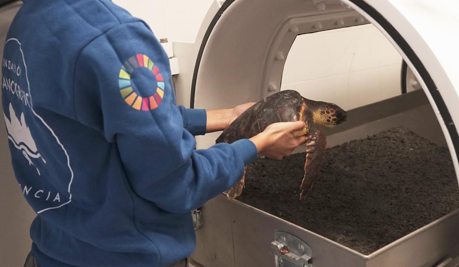 El equipño de Veterinaria introduce una tortuga marina en la cámara hiperbárica. Foto: Fundación Oceanogràfic 