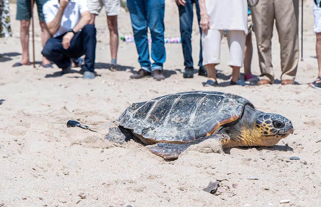 Ejemplar de tortuga boba durante una liberación en El Saler (Comunidad Valenciana). Foto: Fundación Oceanogràfic 