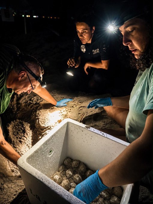 Primer nido de tortuga boba del año en la Región. Imagen: CARM