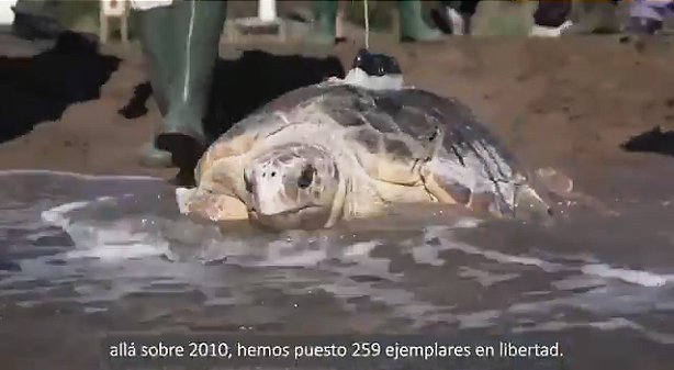 Fotograma del vídeo de suelta del ejemplar. Vídeo: CARM