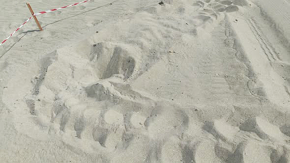 Si ves un rastro de tortuga, avisa al 112. Foto: CARM