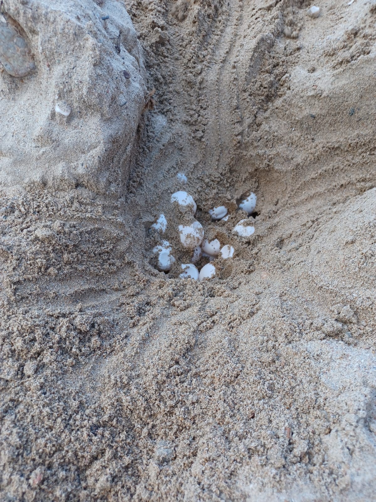 La tortuga 'Borgia' ha depositado 117 huevos en Isla Plana. Foto: CARM