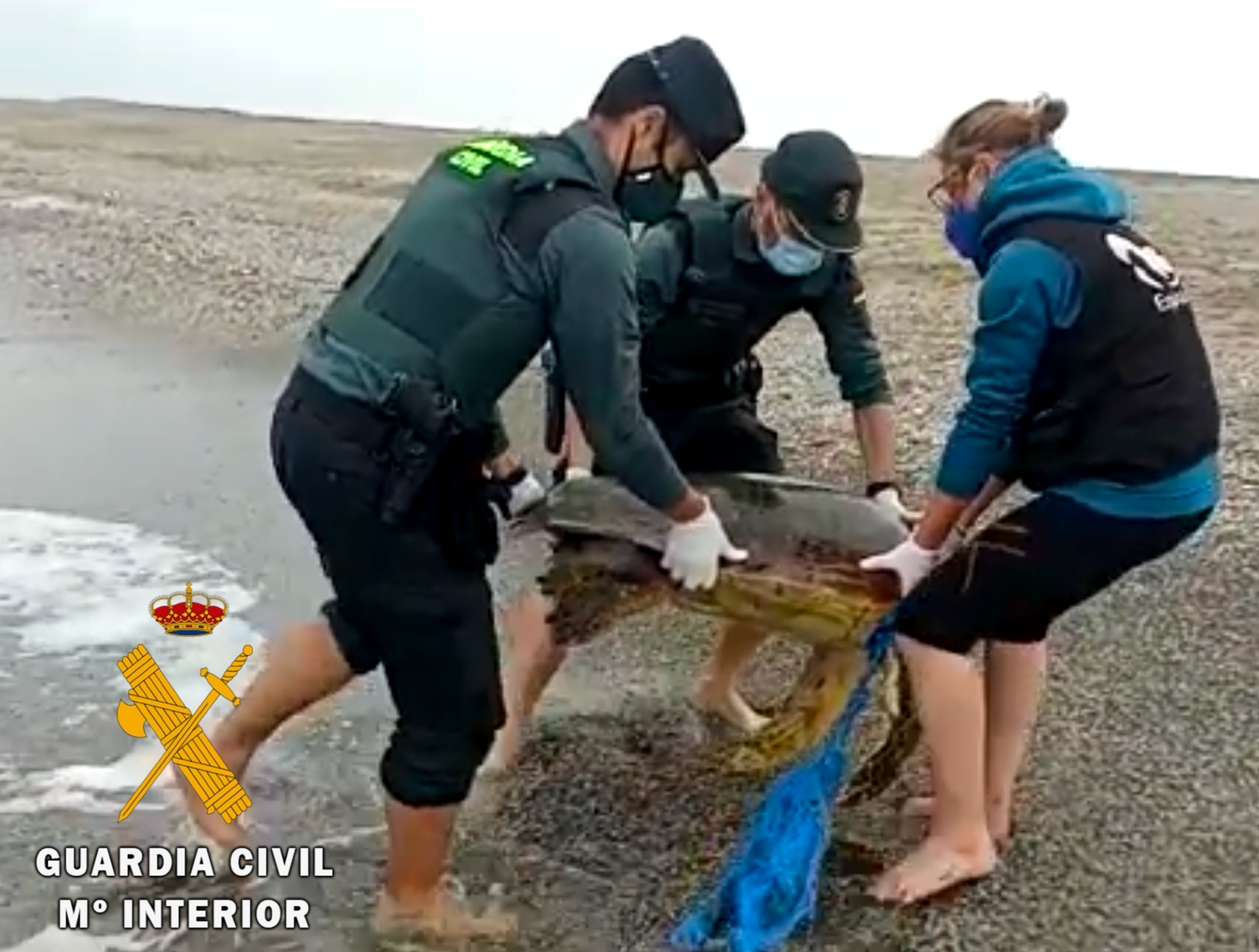 El ejemplar varado, un gran macho adulto y reproductor. Imagen: Guardia Civil de Almería