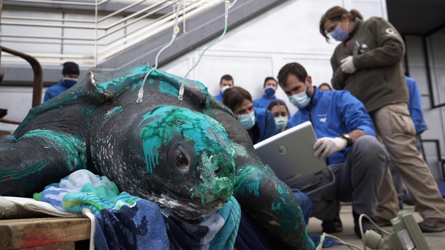 Realización de una ecografía a la tortuga en las instalaciones del Oceanogràfic. Imagen: Oceanogràfic