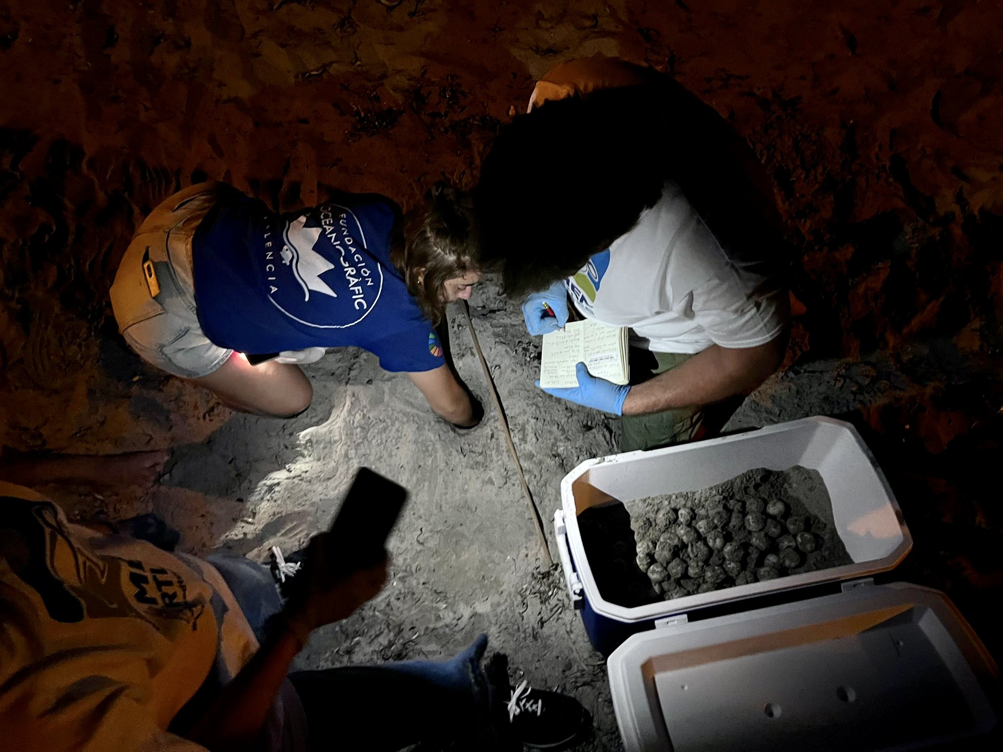 Trabajos en el primer nido de tortuga marina registrado de 2023 en la Comunidad Valenciana. Foto: Fundación Oceanogràfic