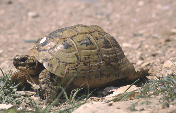 La tortuga mora de la Región se entierran en verano e invierno. Foto: CARM