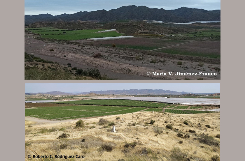 Dos ejemplos de paisajes fragmentados en el territorio de la tortuga mora por la implantación de explotaciones agroindustriales. Imagen: UMH