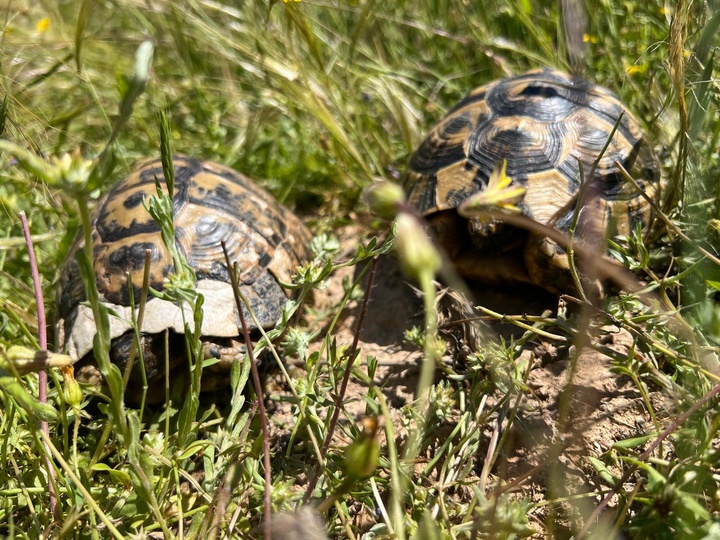 Dos ejemplares de tortuga mora. Foto: CARM