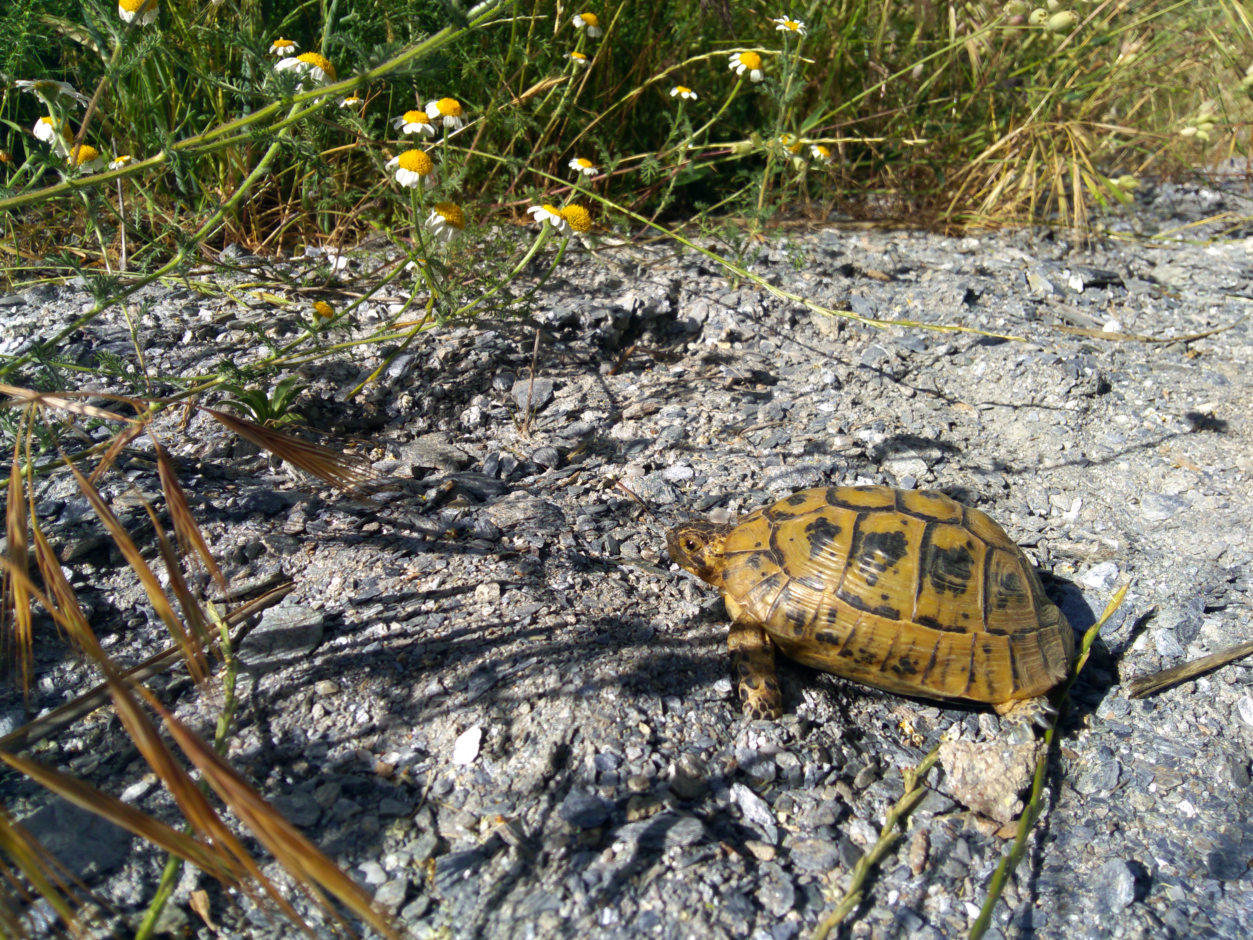Un ejemplar de tortuga mora en Lorca. Foto: Ecologistas en Acción