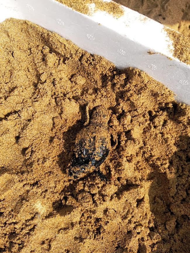 Una tortuguita medio enterrada en la arena. Imagen: CARM