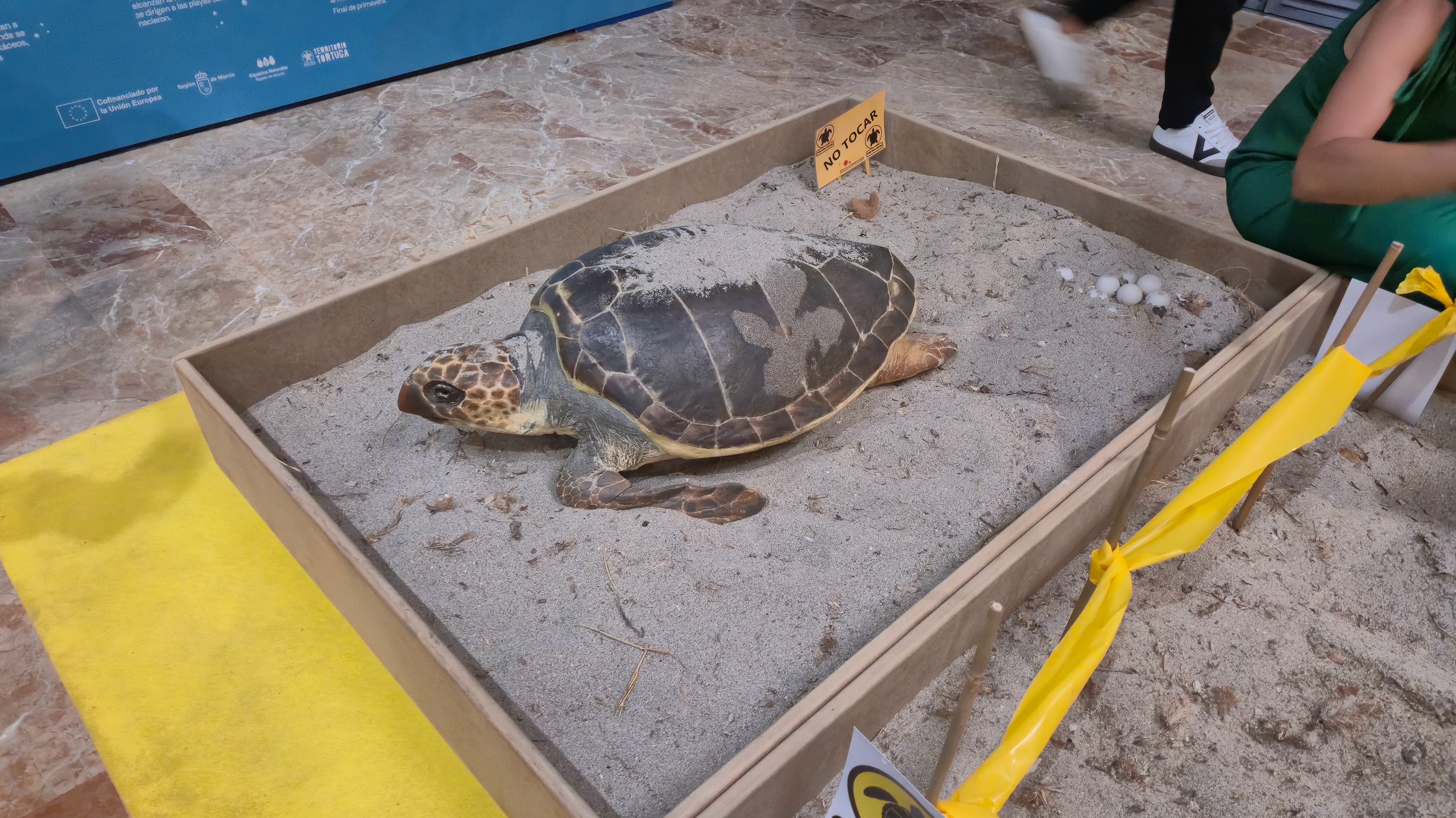 Reproducción de una tortuga a tamaño real durante el proceso de puesta de huevos. Foto: Ayto. de Murcia