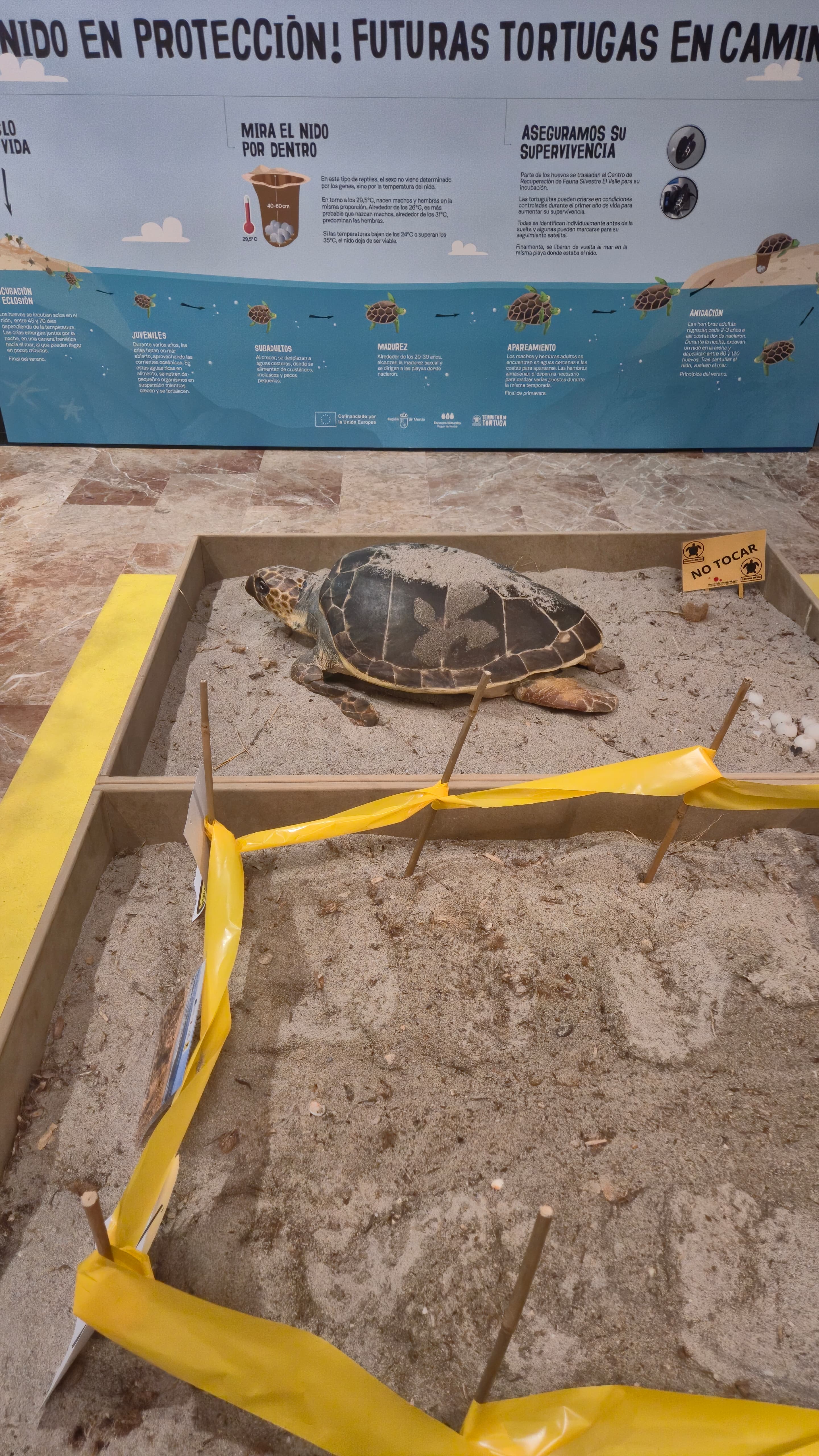 La iniciativa está enfocada en la sensibilización ambiental sobre la vulnerabilidad de estos reptiles. Foto: Ayto. de Murcia