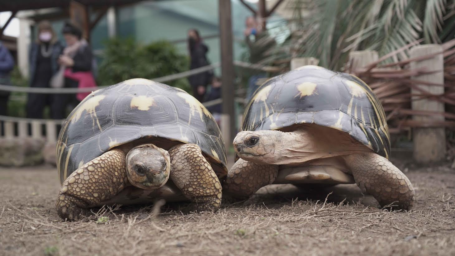 Dos ejemplares de tortugas radiada ('Astrochelys radiata'), especie 'En peligro crítico de extinción'. Imagen: Oceanogràfic