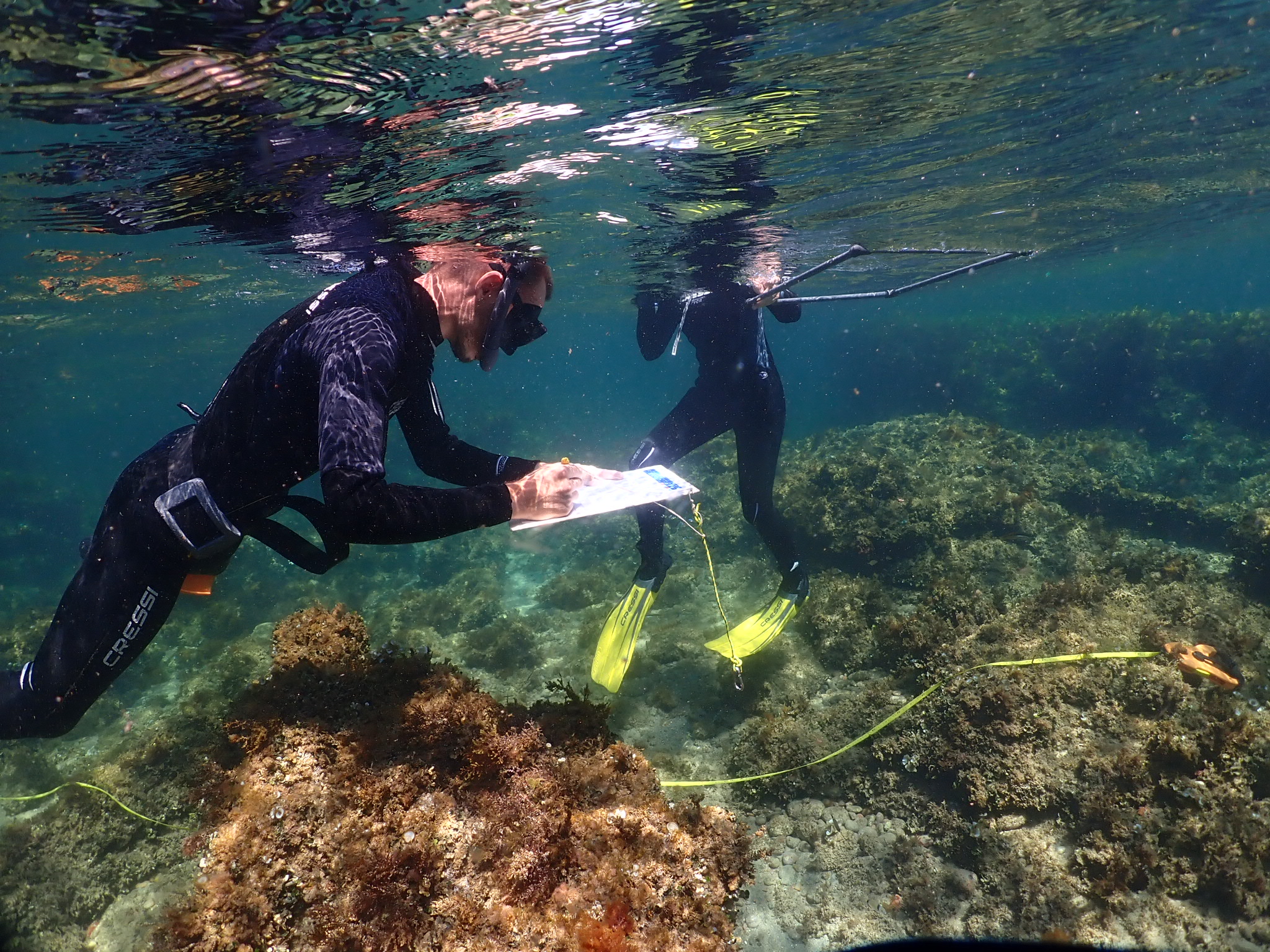 Transecto de bosques marinos haciendo snorkel. Cala Estreta, Palamós. Imagen: Clàudia Auladell Quintana