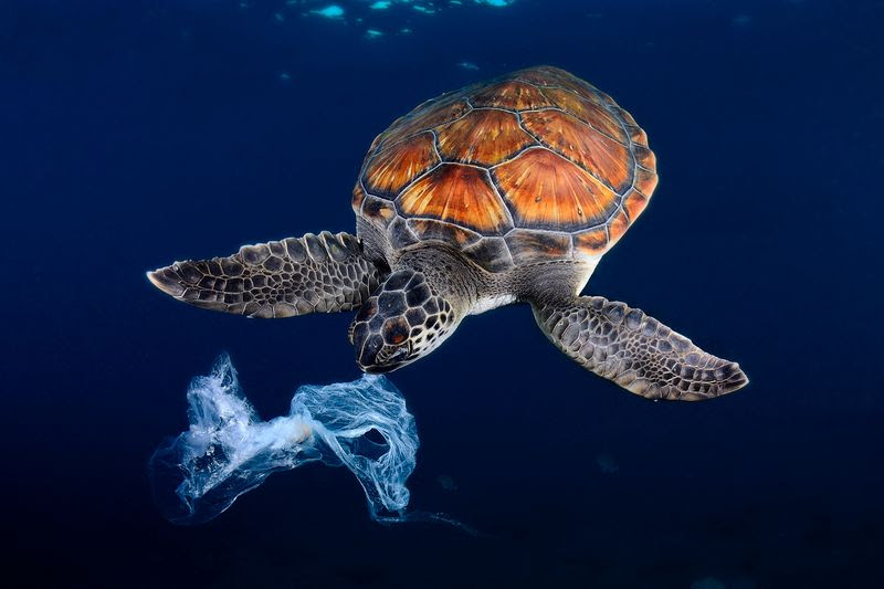 Los plásticos en le mar suponen una amenaza para la fauna. Foto: Sergi García