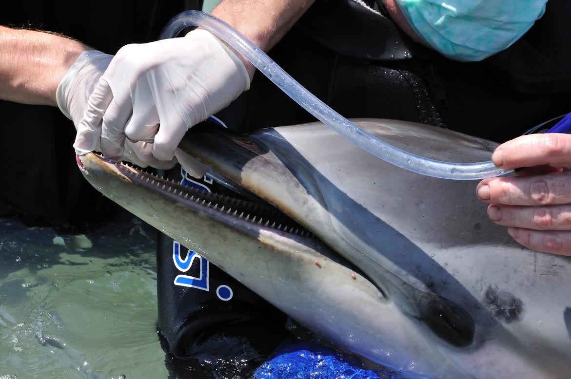 Aplicando el tratamiento a un delfín. Imagen: Fundación Oceanogràfic
