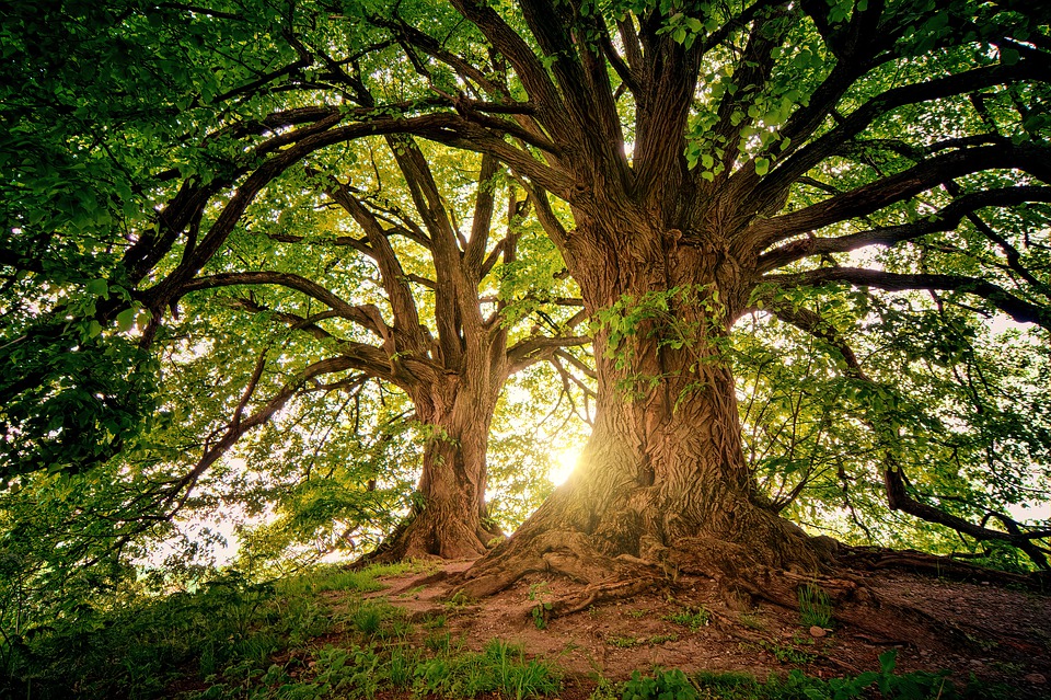 Los bosques maduros, necesarios para la biodiversidad. Foto: Pixabay