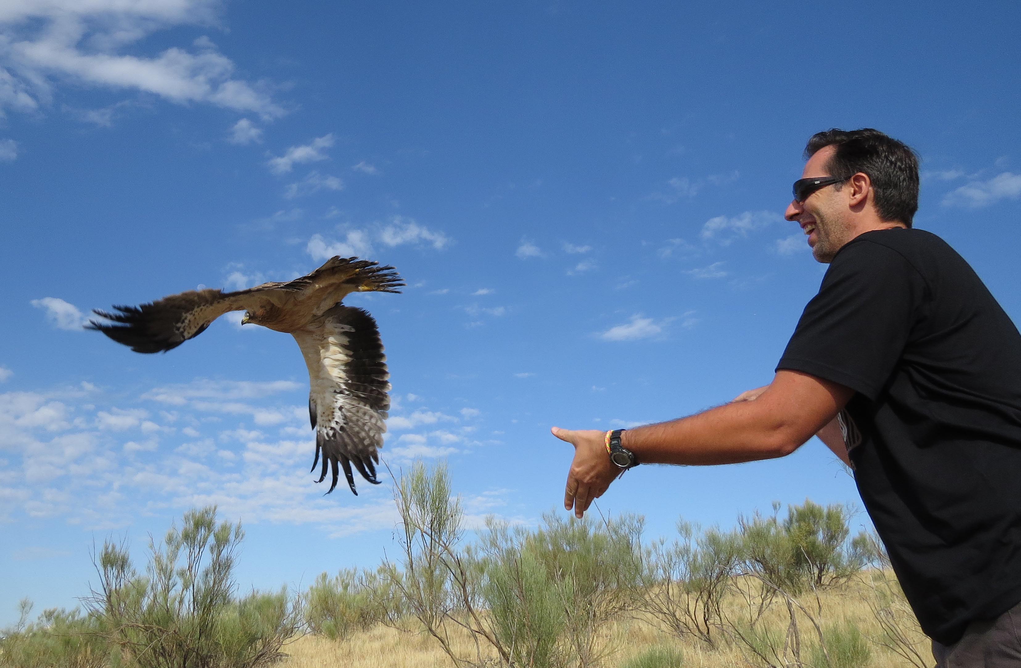Un águila calzada curada en Grefa es devuelta a la naturaleza por su padrino. Imagen: Grefa