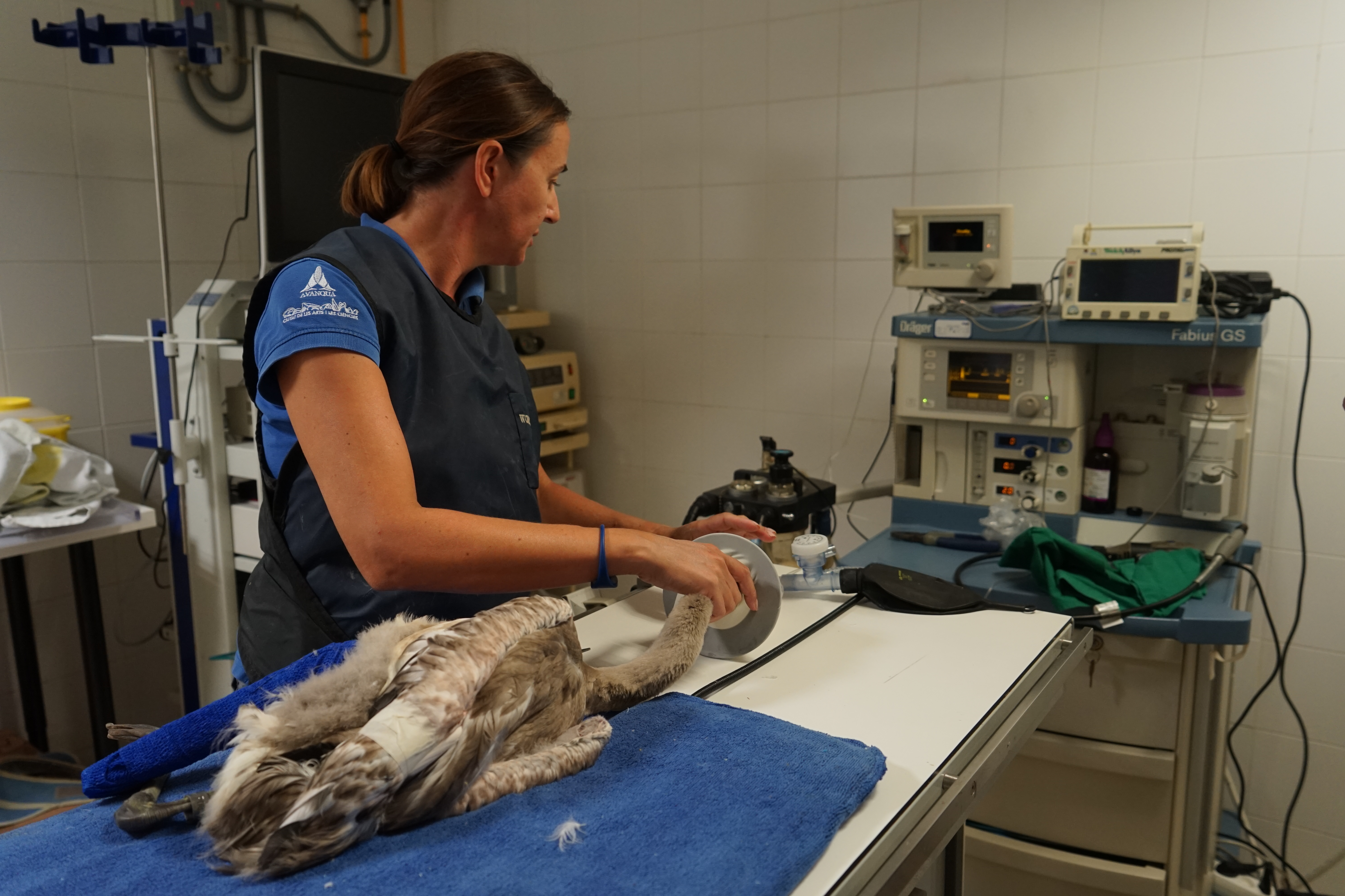 Un polluelo ya vendado es asistido en la clínica veterinaria del Oceanogràfic. Imagen: Oceanogràfic