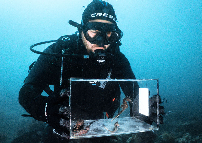 Uno de los buzos del Oceanogràfic en el momento de la suelta de los caballitos recuperados en el ARCA del Mar. Foto: Fundación Oceanogràfic