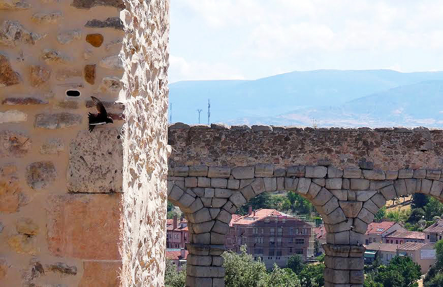 Un vencejo sale de un nido construido por GREFA en la muralla de Segovia. Foto: GREFA