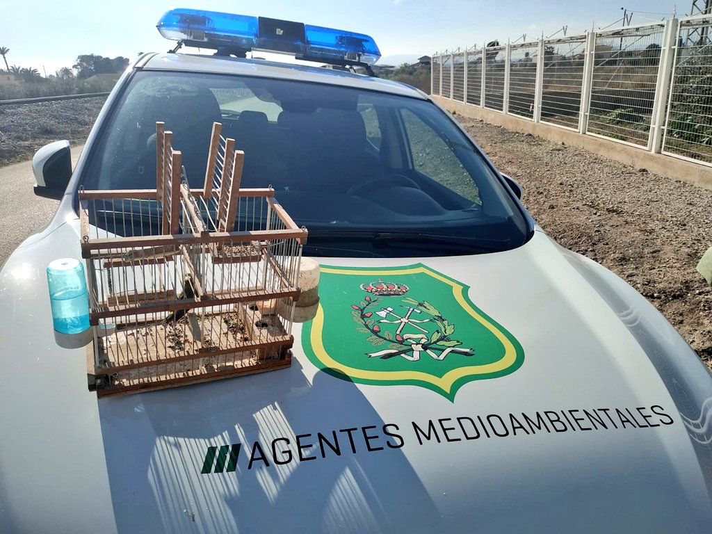 El verdecillo encerrado como reclamo en una jaula. Imagen: Cuenta Oficial de Agentes Medioambientales de la Región de Murcia