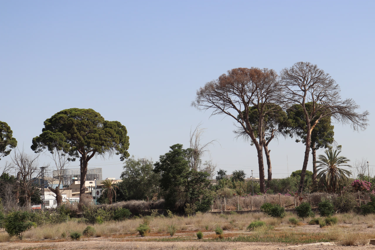 Vista de ejemplares muertos de los pinos centenarios. Foto: Huermur