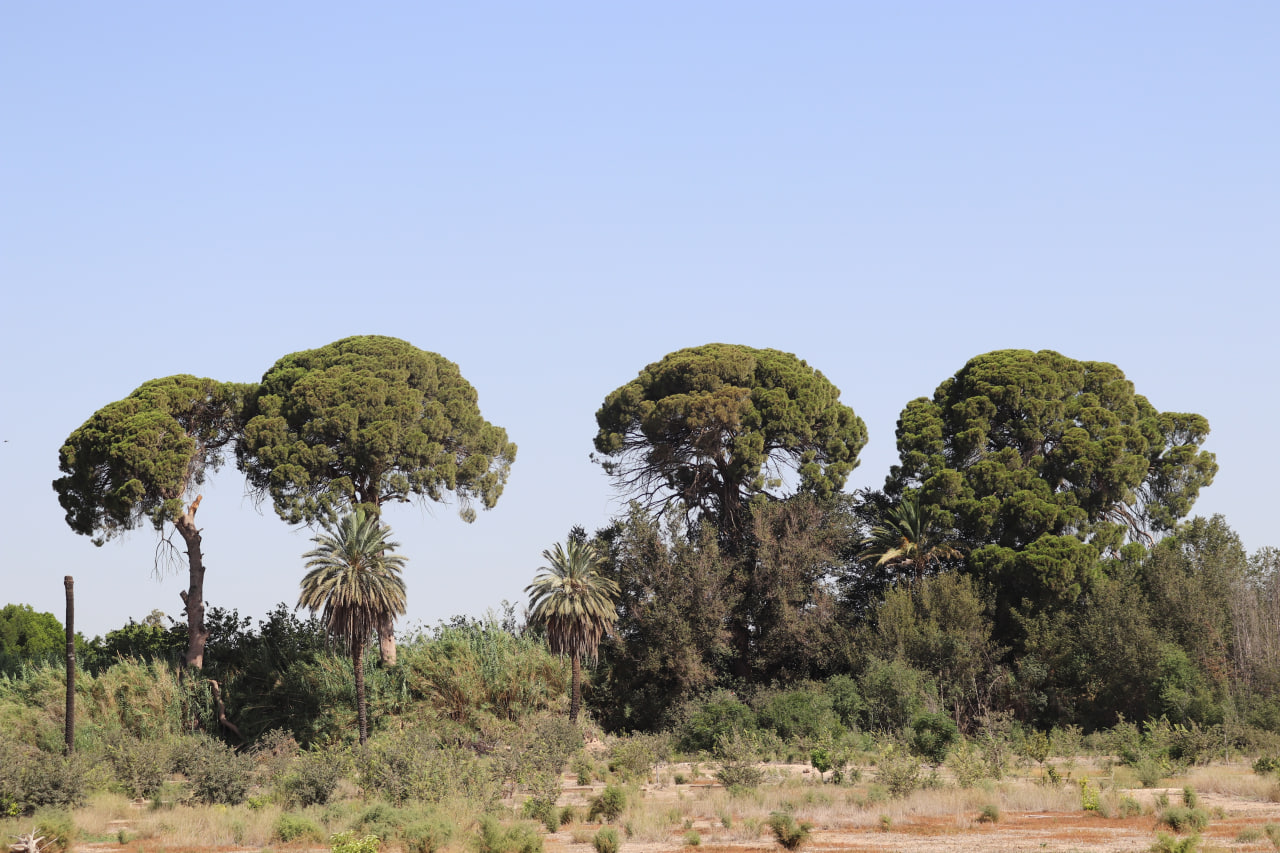 Vista de los ejemplares de pinos centenarios que aún quedan en la acequia de Churra la Vieja. Foto: Huermur