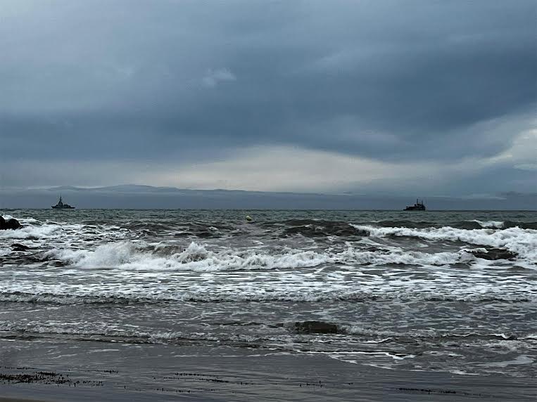 Imagen de uno de los ejemplares descubiertos esta mañana, con los buques al fondo. Foto: ANSE